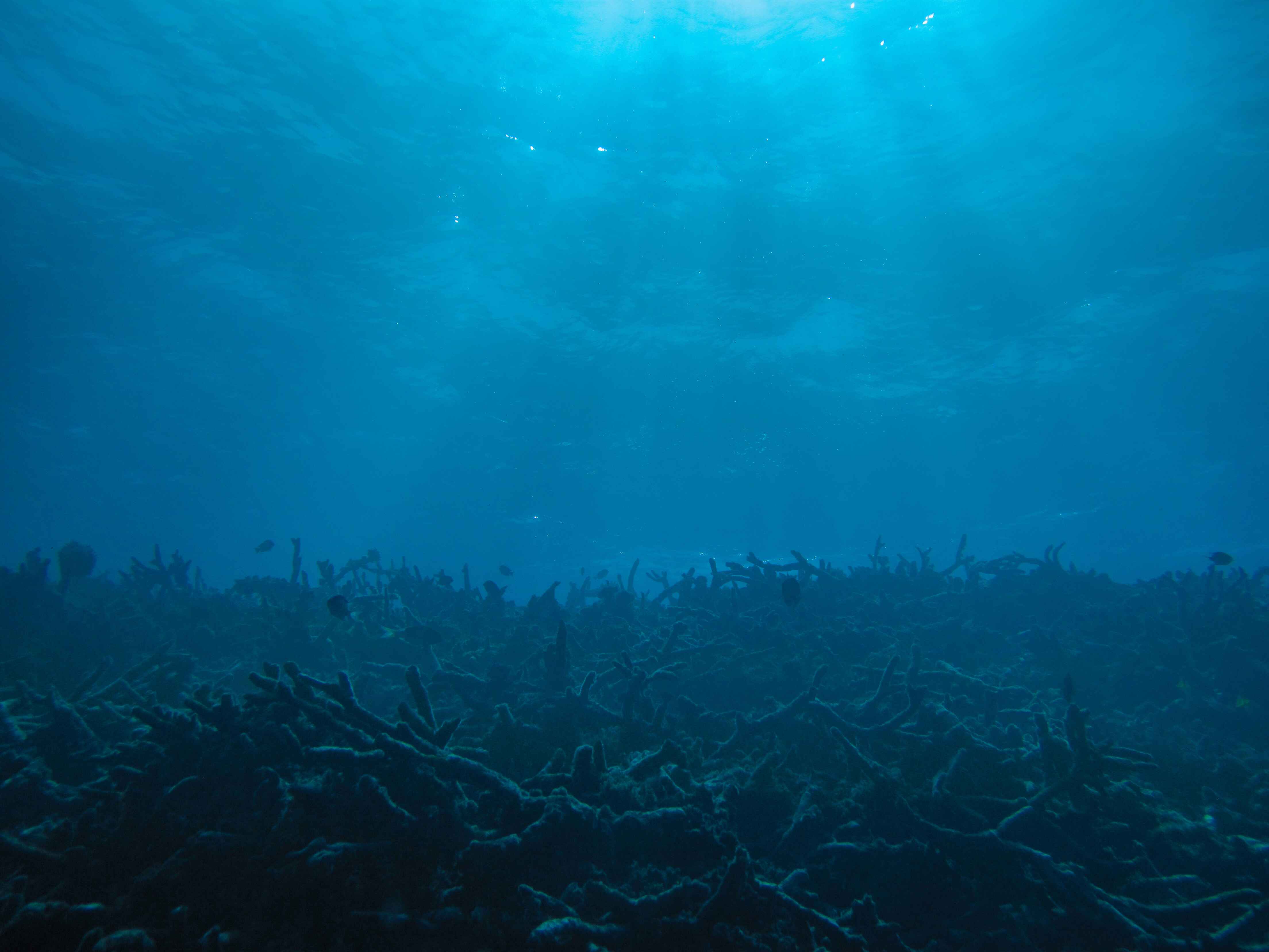 Ocean Degradation visual