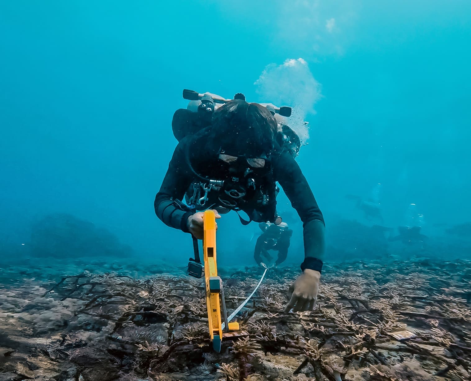 Growing 10,000 corals to restore reefs in Indonesia