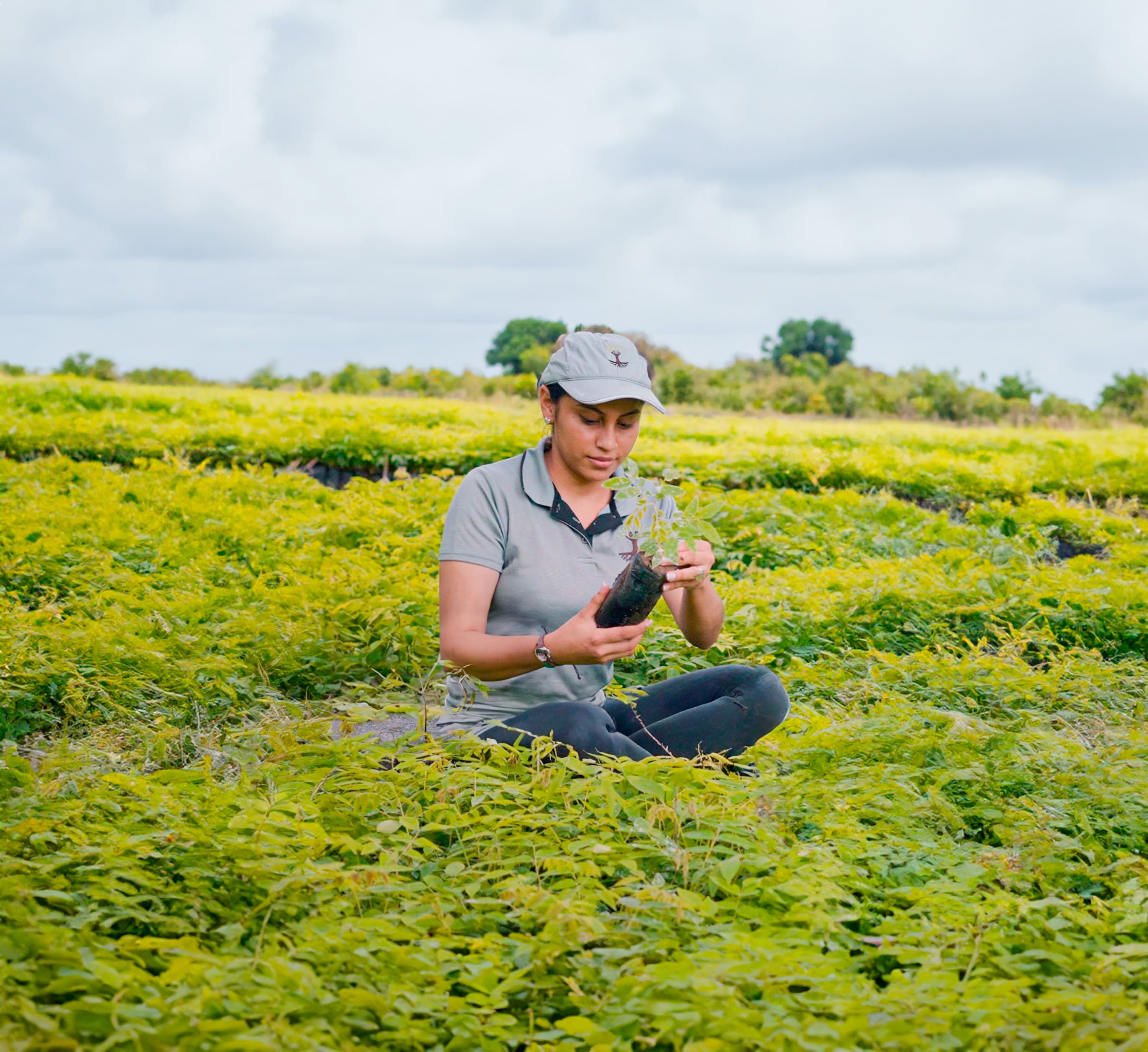 Planting 25,000 trees in India