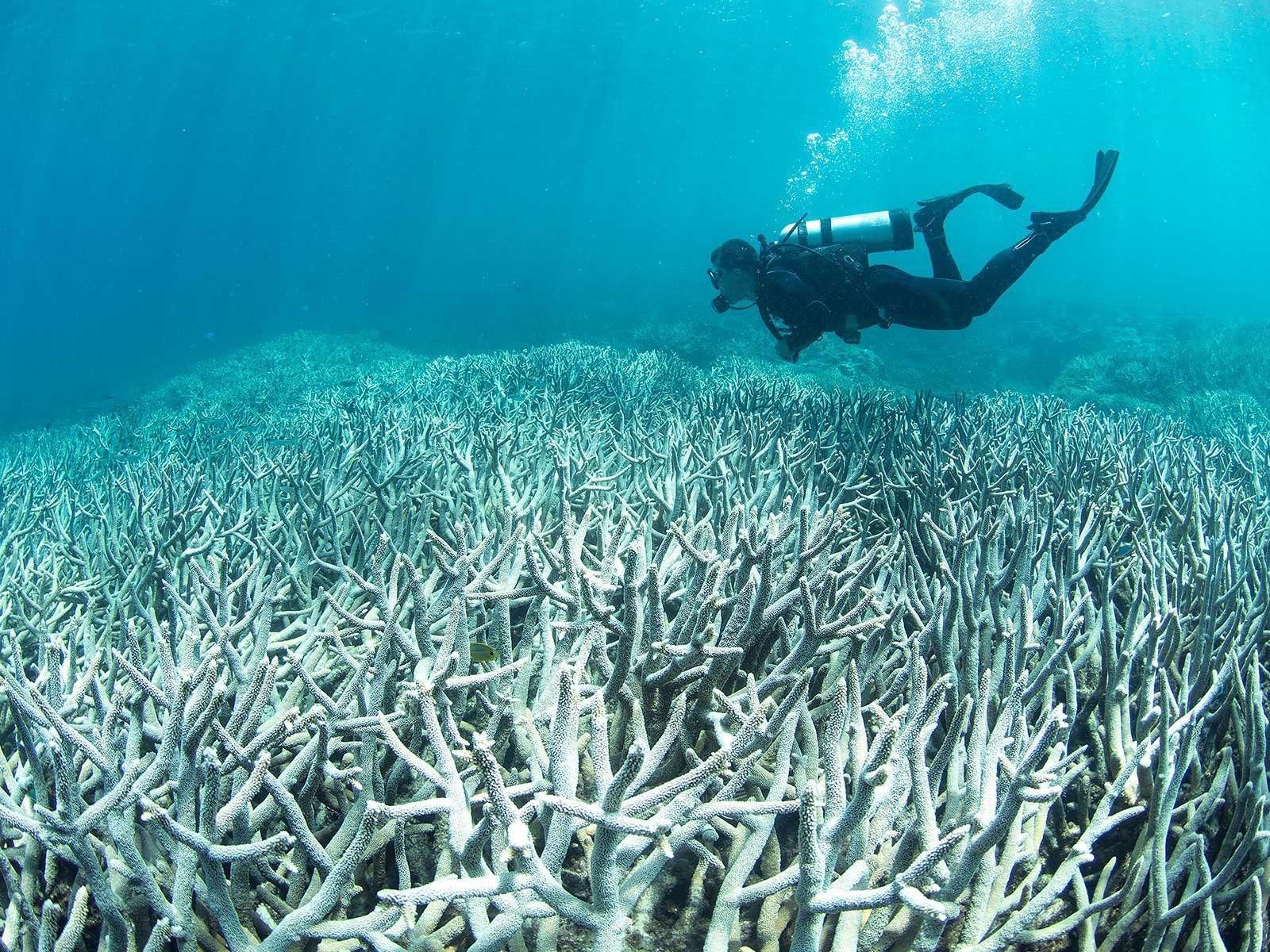 Роль водних забруднень у втраті колору коралів