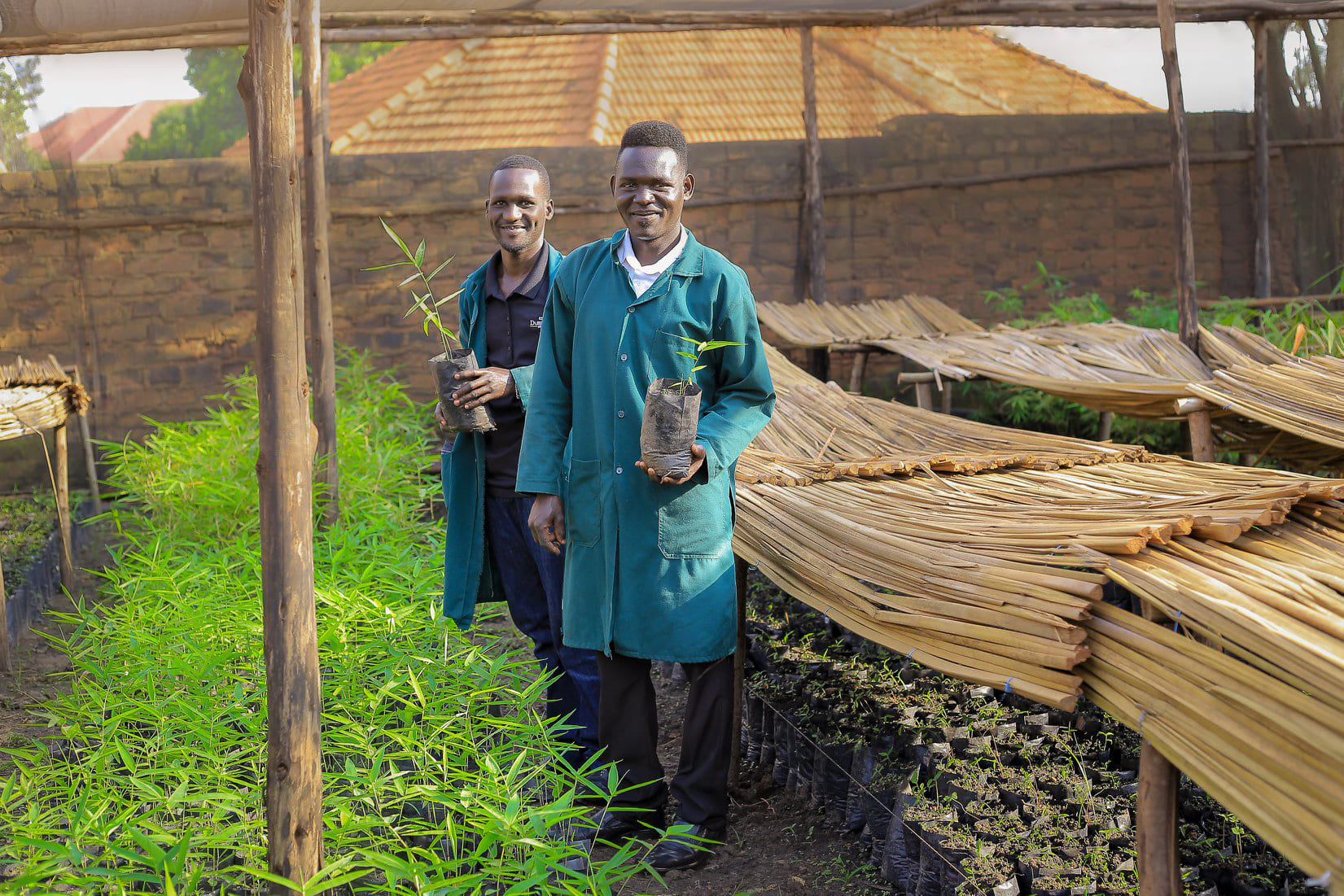 Planting 50,000 bamboo seedlings in Uganda (demo)