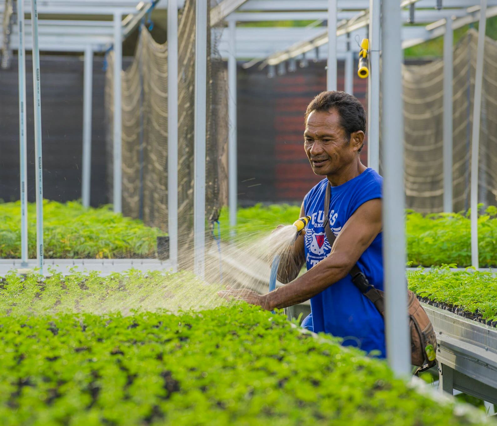 Growing 25,000 tree seedlings in Indonesia (demo)