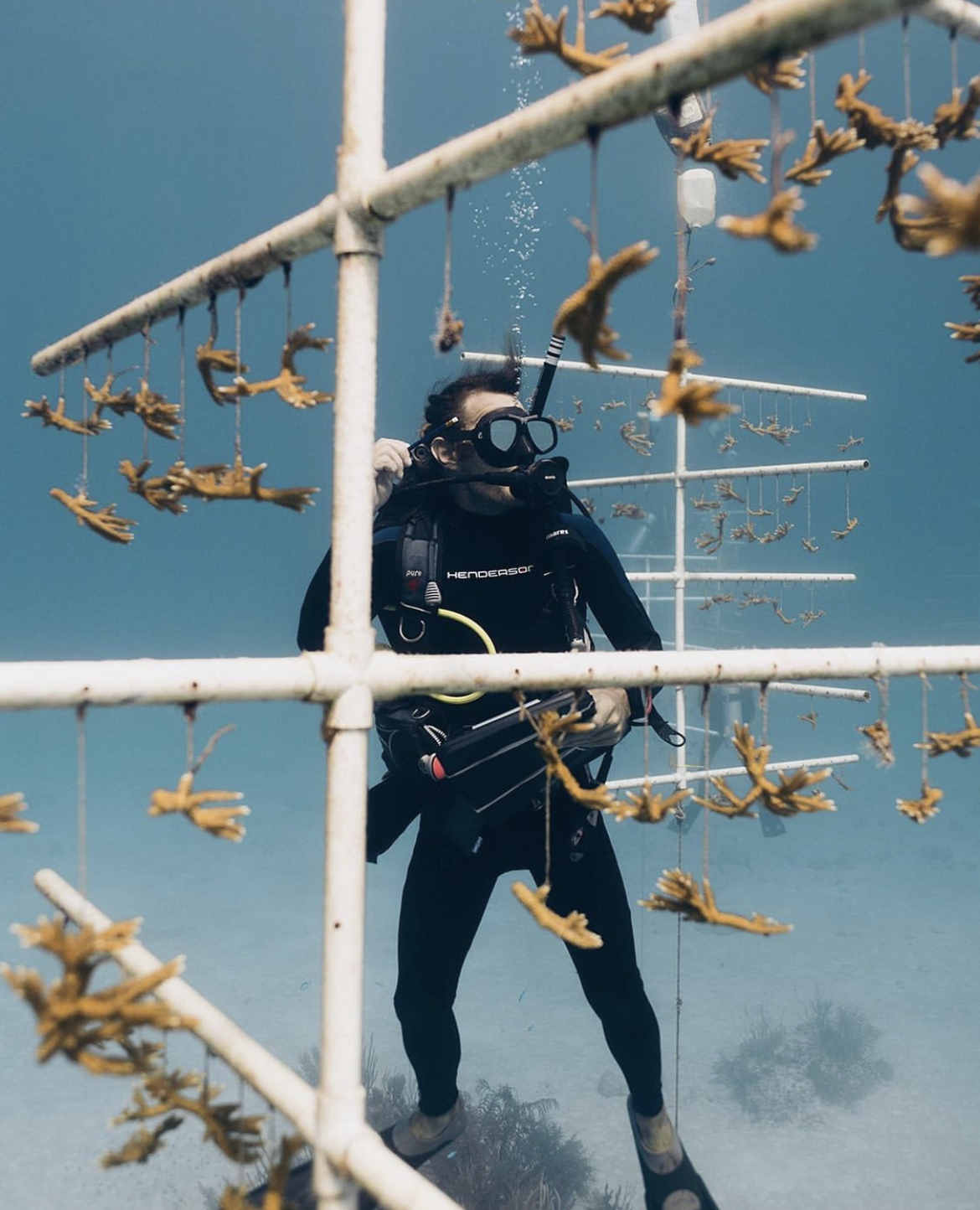 Growing 10,000 corals for reef restoration in the Bahamas (demo)